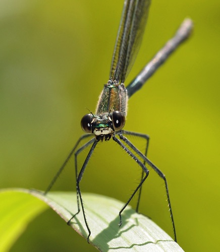 Female
25 June 2011  Oconee, SC